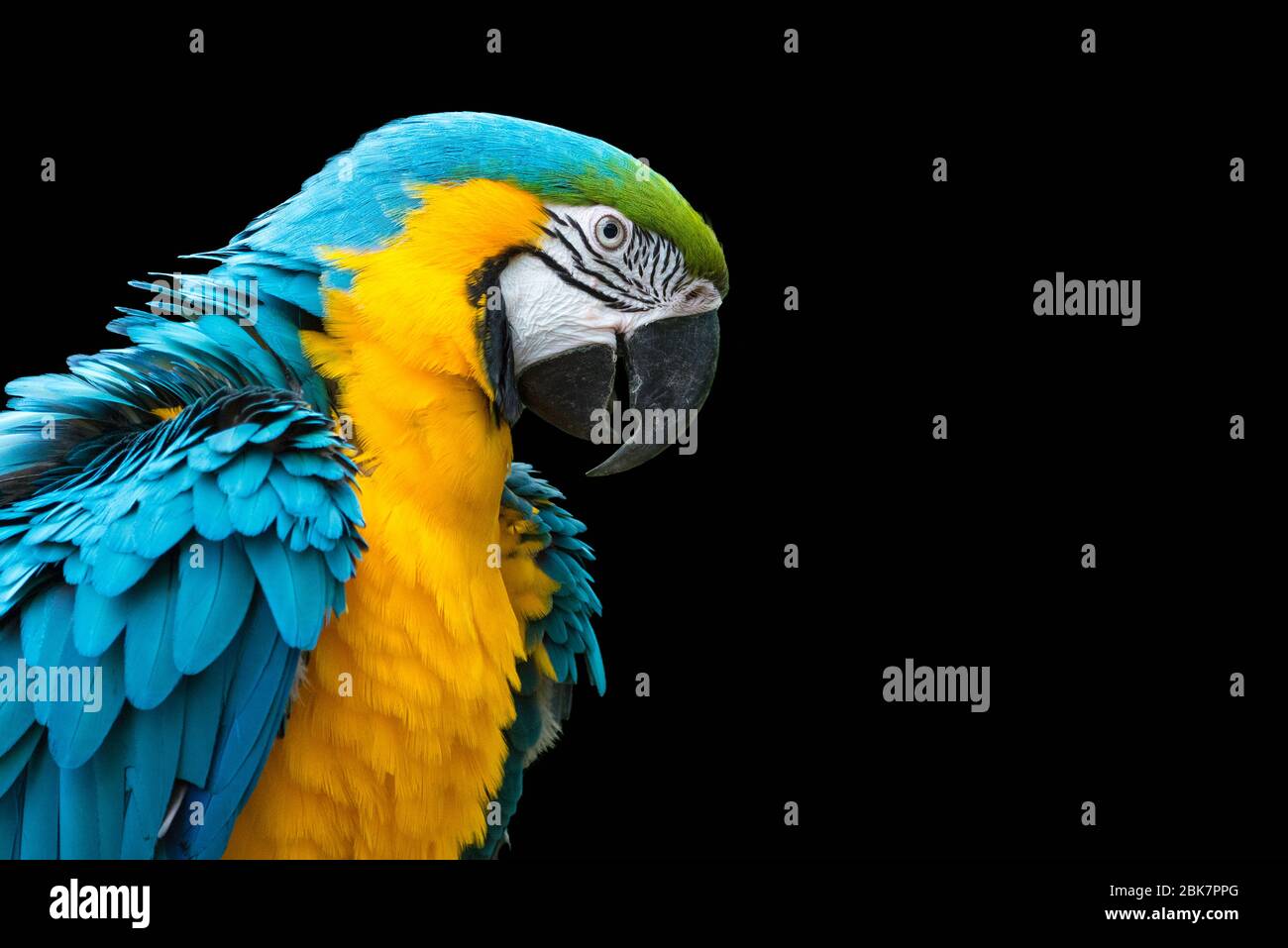 Blue-and-yellow macaw isolated on black (Ara ararauna) Stock Photo
