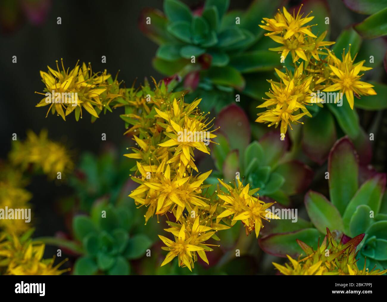 flowering of Sedum palmeri Stock Photo
