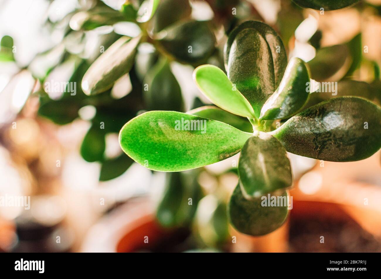 leaves of a houseplant Succulent Crassula ovata,jade plant, in the sun in summer. Money tree that brings good luck. Natural green background. Copy Stock Photo