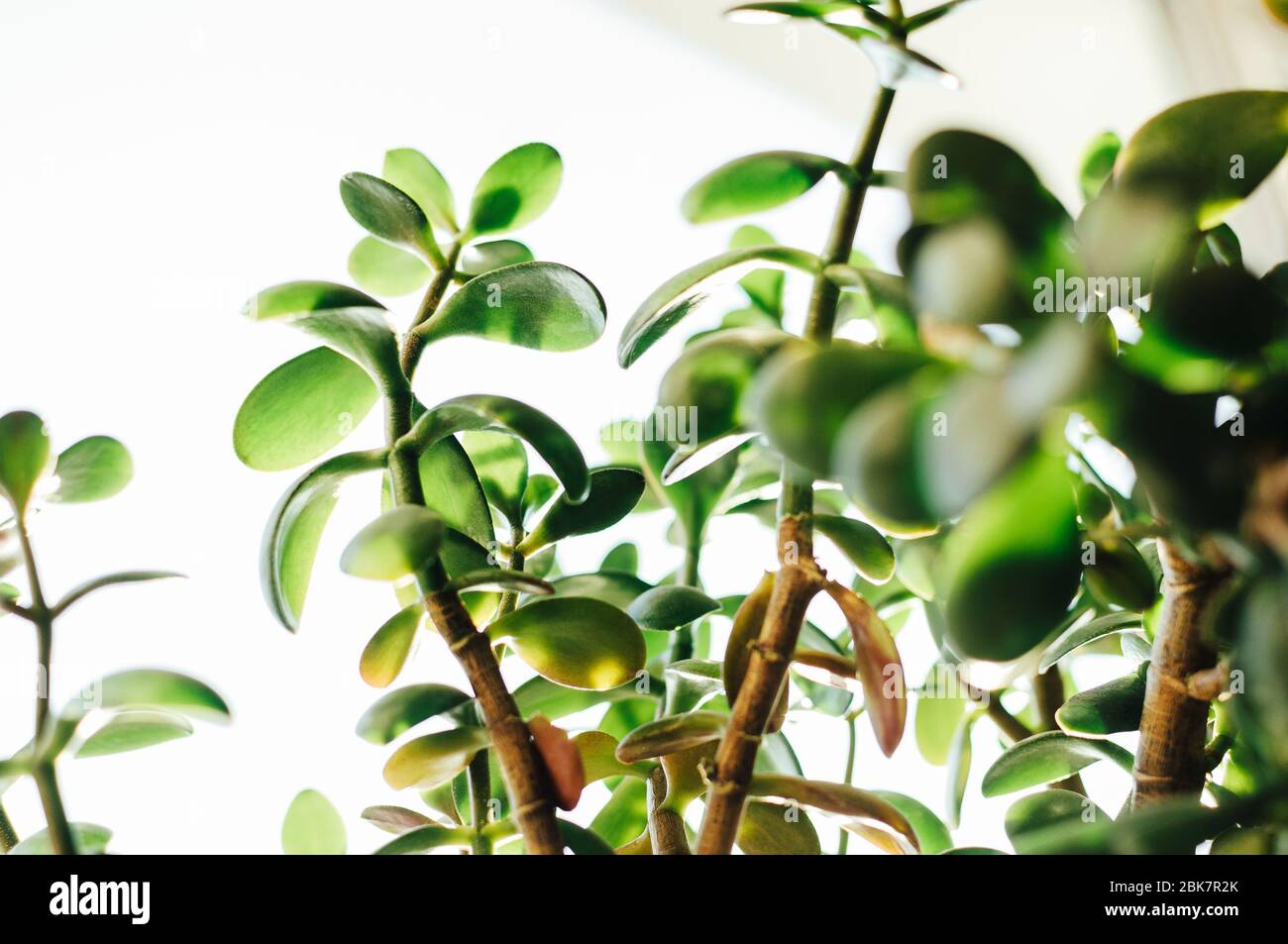 leaves of a houseplant Succulent Crassula ovata,jade plant, in the sun in summer. Money tree that brings good luck. Natural green background. Copy Stock Photo