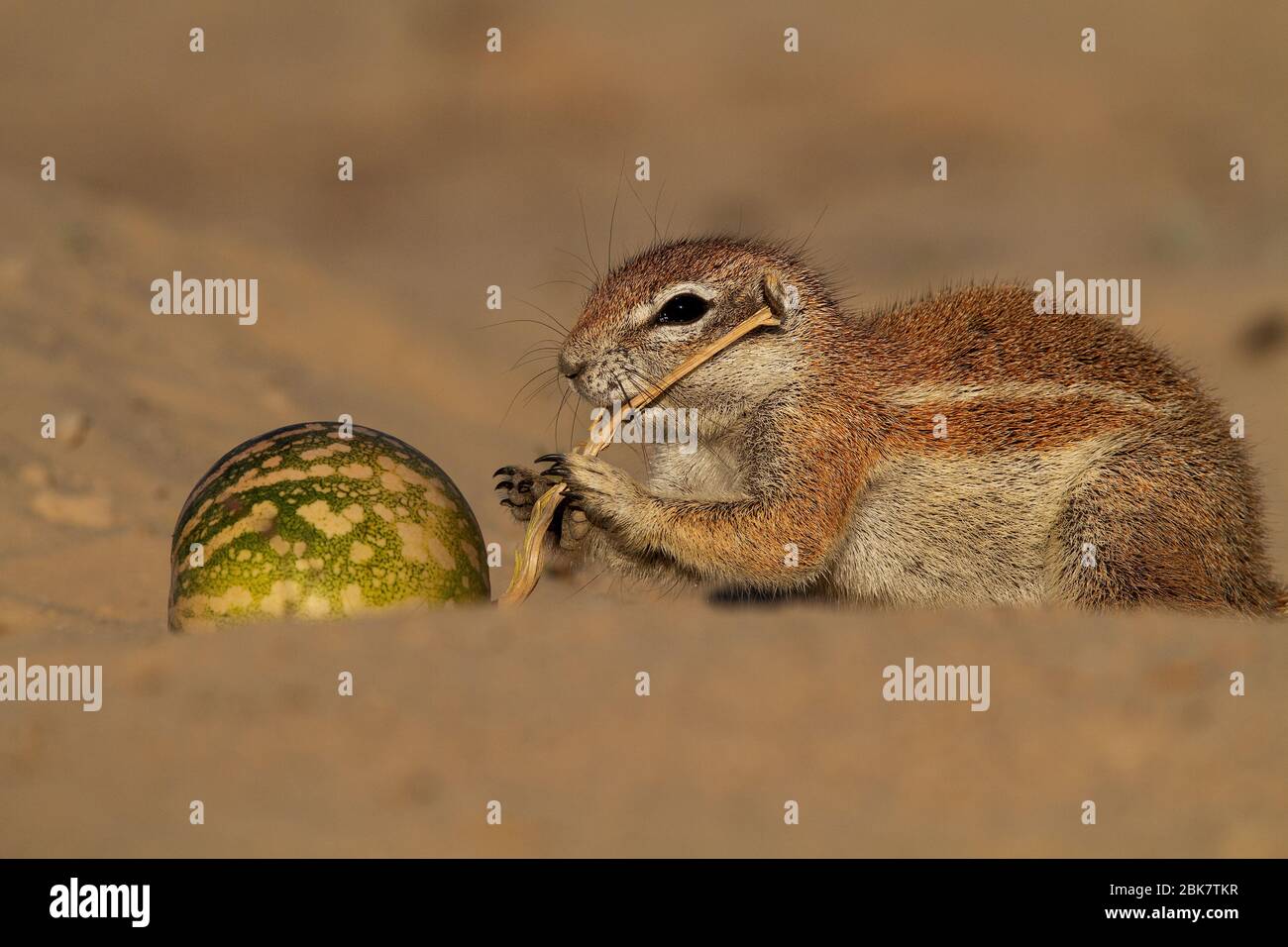 ground squirrel in the kgalagadi Stock Photo