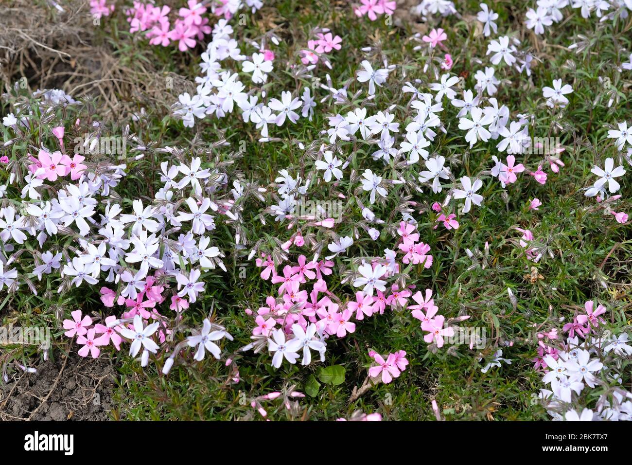 Phlox ground cover on a flower bed. Small pink flowers for decoration puffs in the garden. Flowering Phlox subulata bushes close-up. Stock Photo
