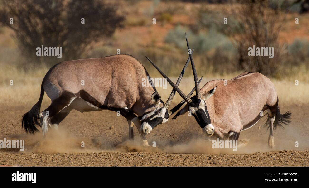 two oryx fighting for dominance Stock Photo