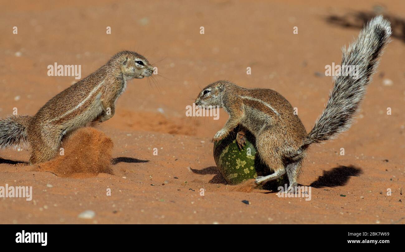 ground squirrel in the kgalagadi Stock Photo