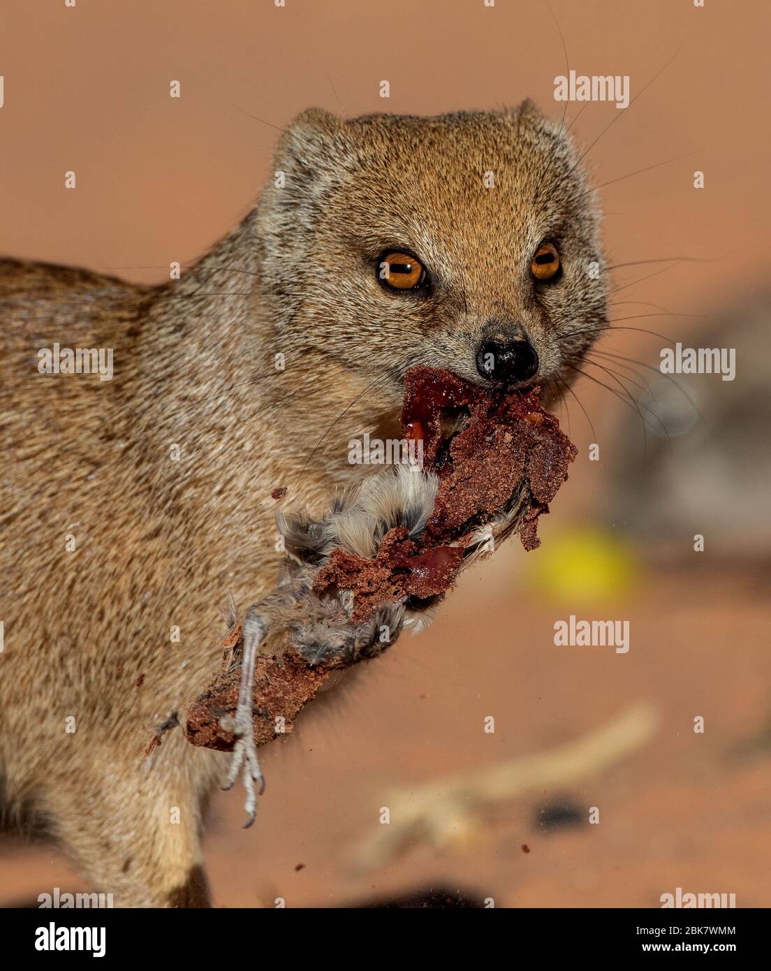 mongoose Stock Photo