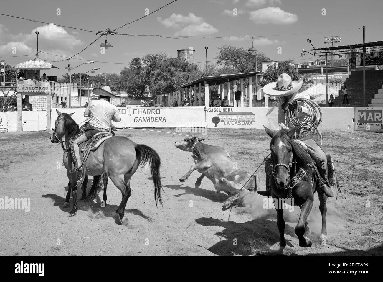 Mexican cowboys participating in one of the events of a 'charreria' that is about to catch a bull with a lasso and knocking it down.  Charrerias are t Stock Photo
