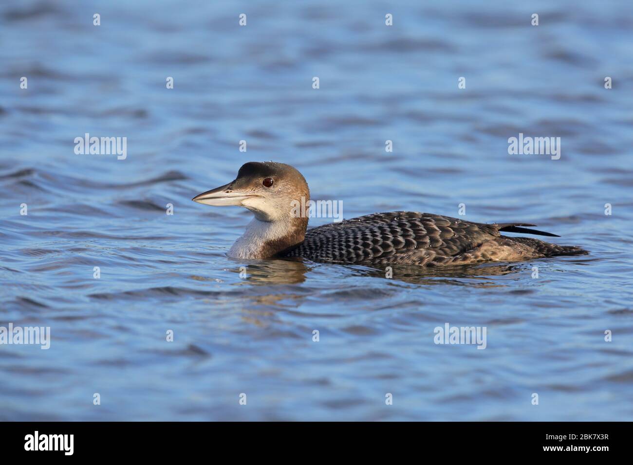 A juvenile Great northern Diver or Common Loon (Gavia immer) on a lake in England in winter Stock Photo