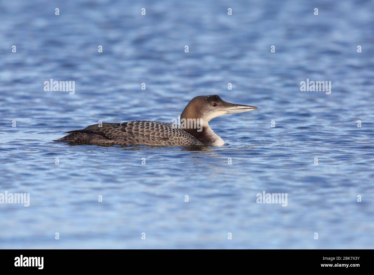 A juvenile Great northern Diver or Common Loon (Gavia immer) on a lake in England in winter Stock Photo