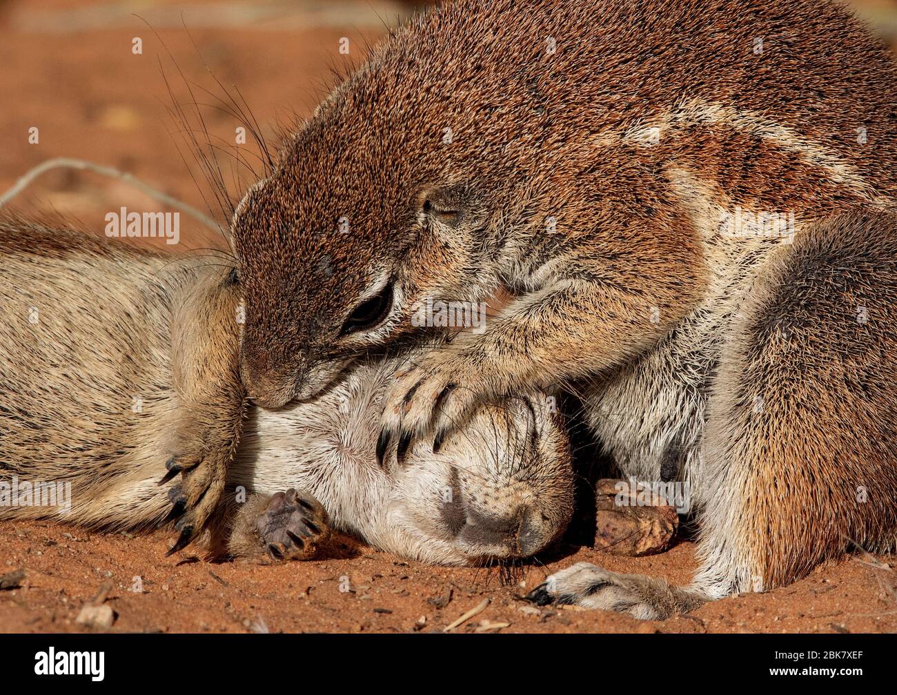 ground squirrel in the kgalagadi Stock Photo