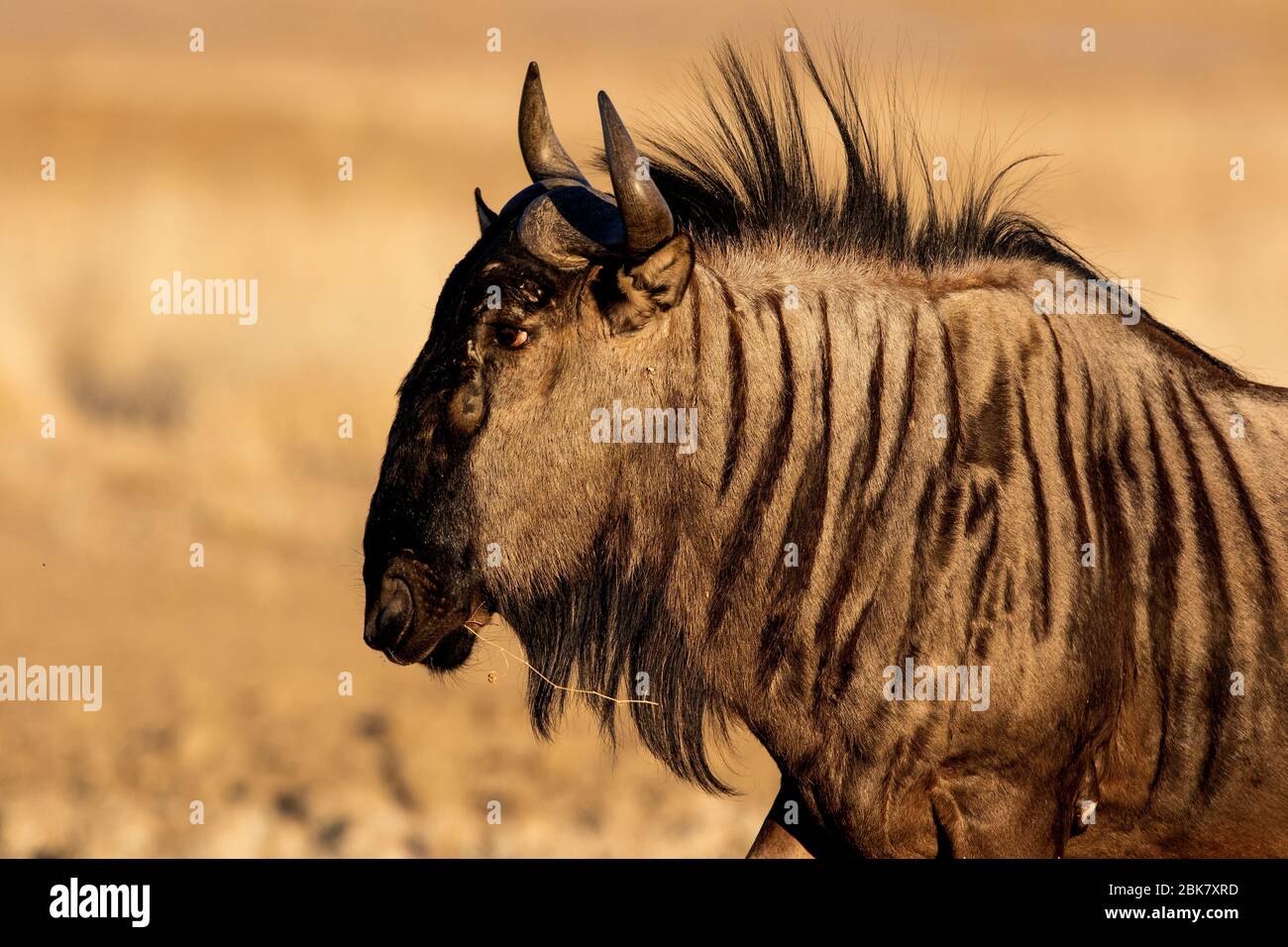 portrait image of a wildebeest Stock Photo