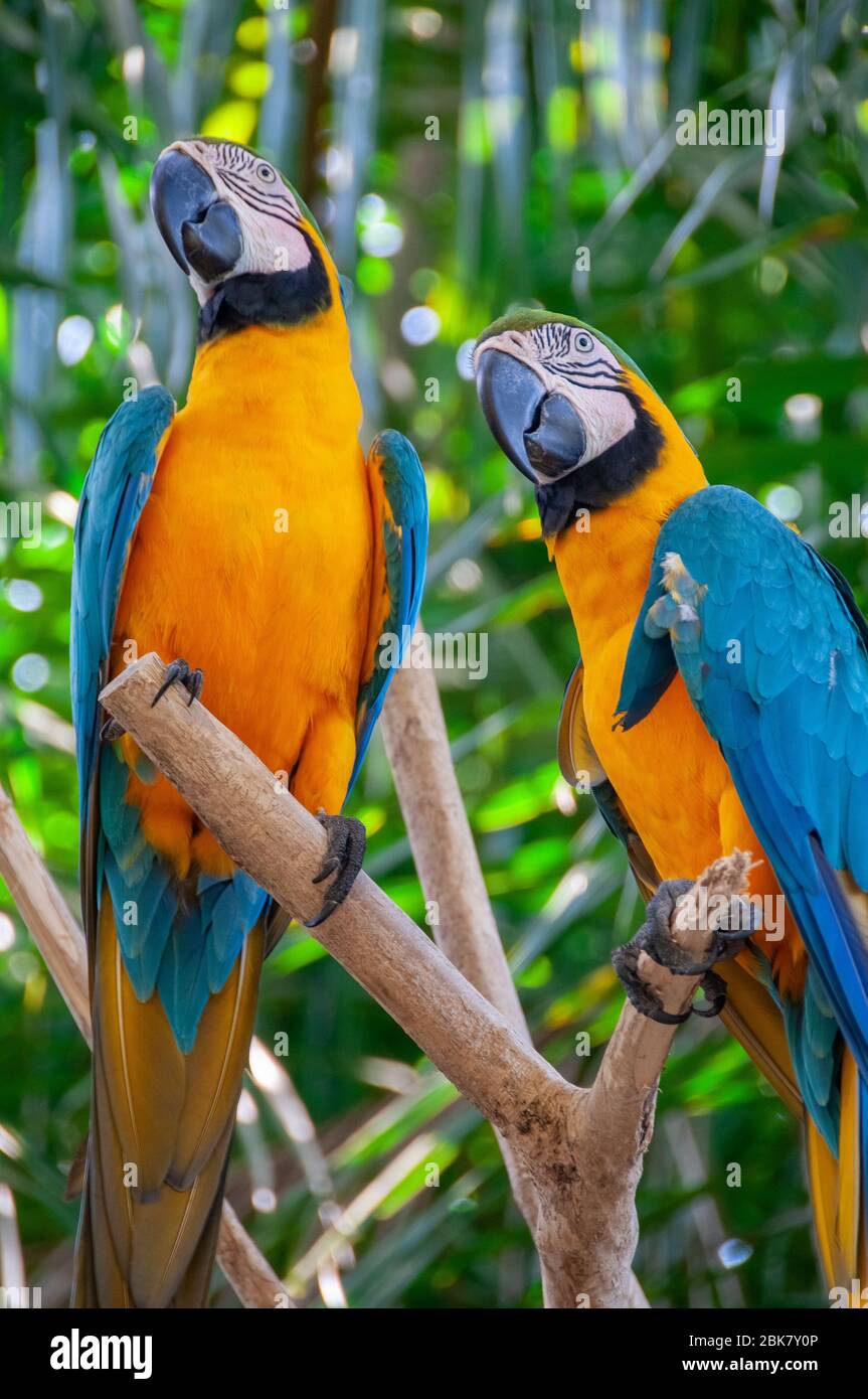 View of Blue throated macaws hi-res stock photography and images - Alamy