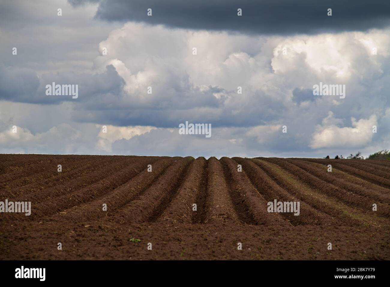 Pattern of ridges and furrows in a humic sandy field in a undulating terrain, prepared for cultivation of potatoes Stock Photo