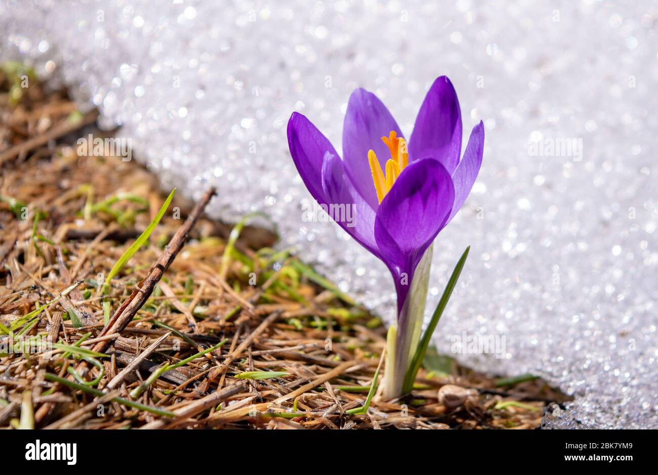 Spring Crocus Flower In A Green Grass And Snow Colchicum Autumnale With Purple Petals On Blurred Background Stock Photo Alamy