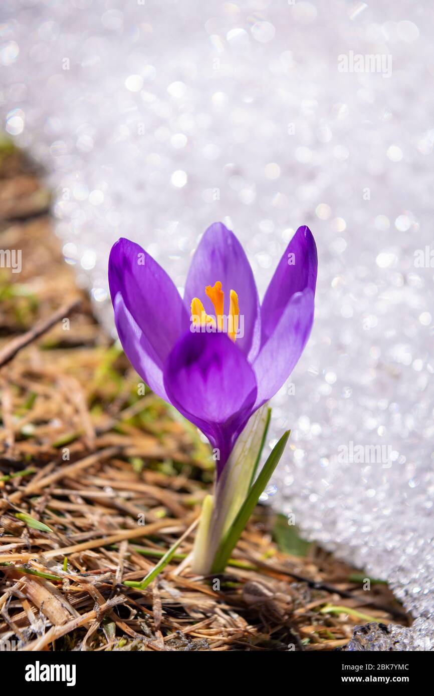 Spring Crocus Flower in a Green Grass and Snow. Colchicum Autumnale with Purple Petals on Blurred Background. Stock Photo