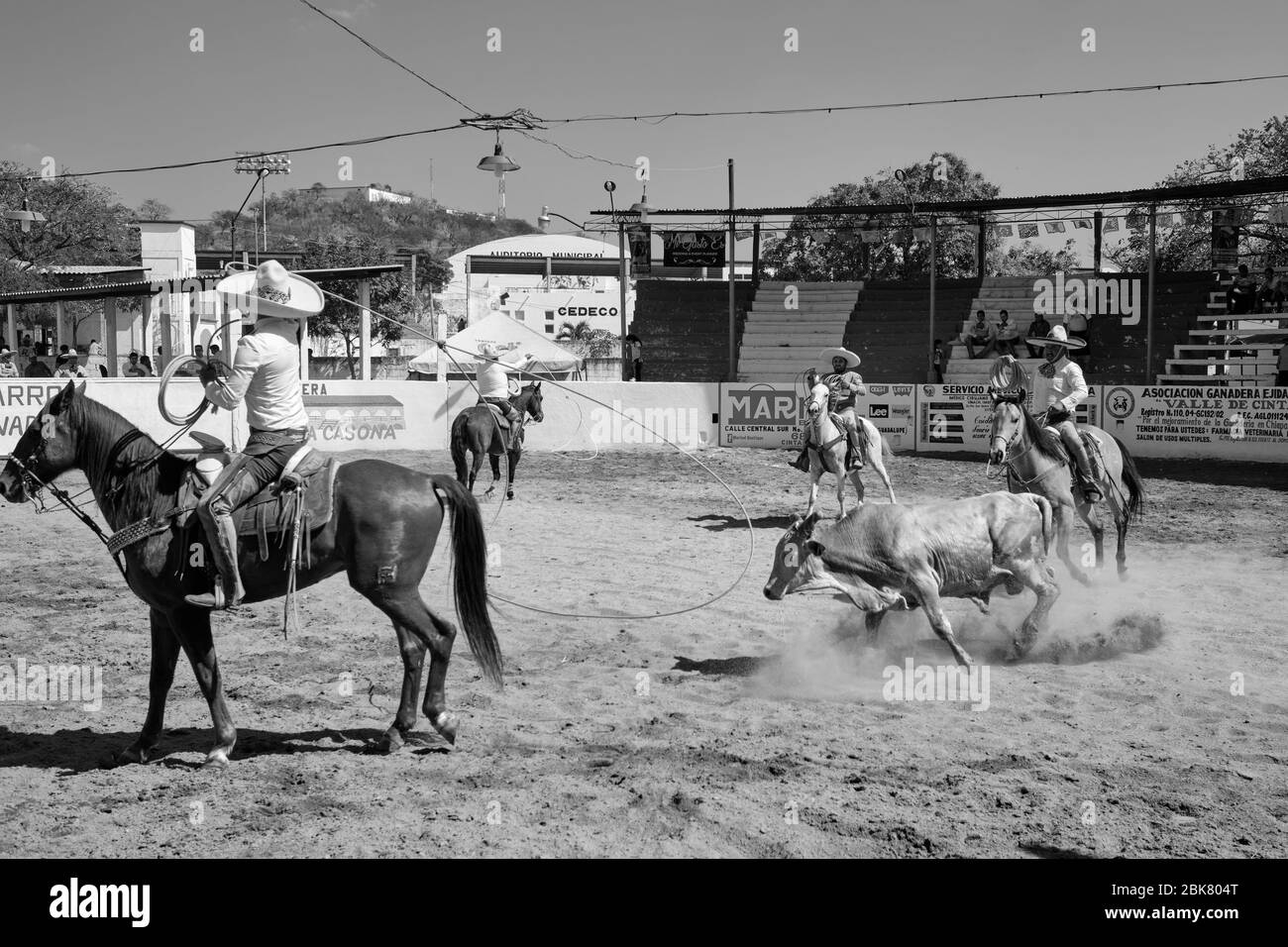 Mexican cowboys participating in one of the events of a 'charreria' that is about to catch a bull with a lasso and knocking it down.  Charrerias are t Stock Photo