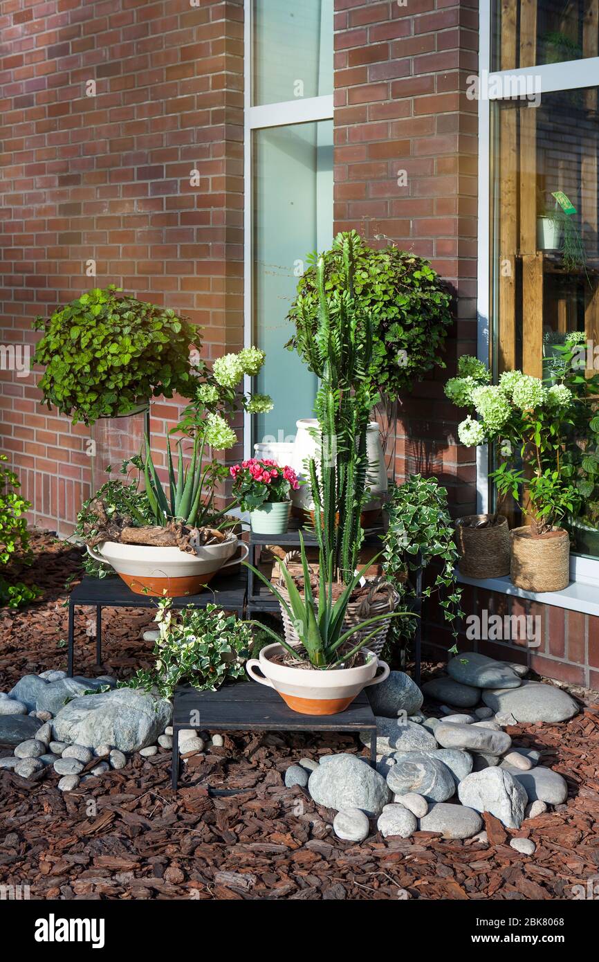 Indoor garden with flower pots among pebbles. Aloe, begonia, ivy, orchid, euphorbia in summer time Stock Photo