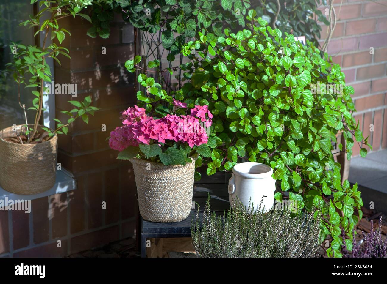 Indoor garden with flower pots among pebbles. Aloe, begonia, ivy, orchid, euphorbia in summer time Stock Photo