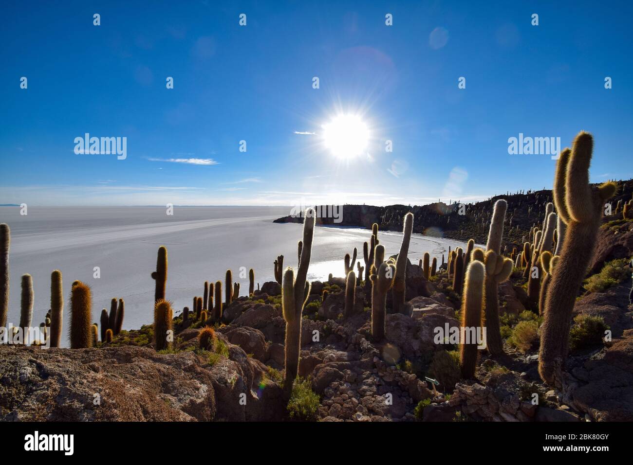 The Isla Incahuasi at the Salar de Uyuni Stock Photo