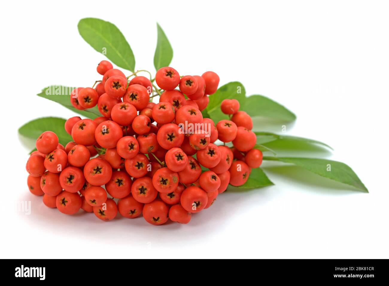Ripe fruits from the fire thorn, Pyracantha, isolated against white background Stock Photo