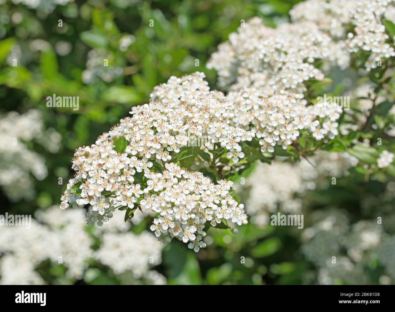 Flowering fire thorn, pyracantha, in spring Stock Photo