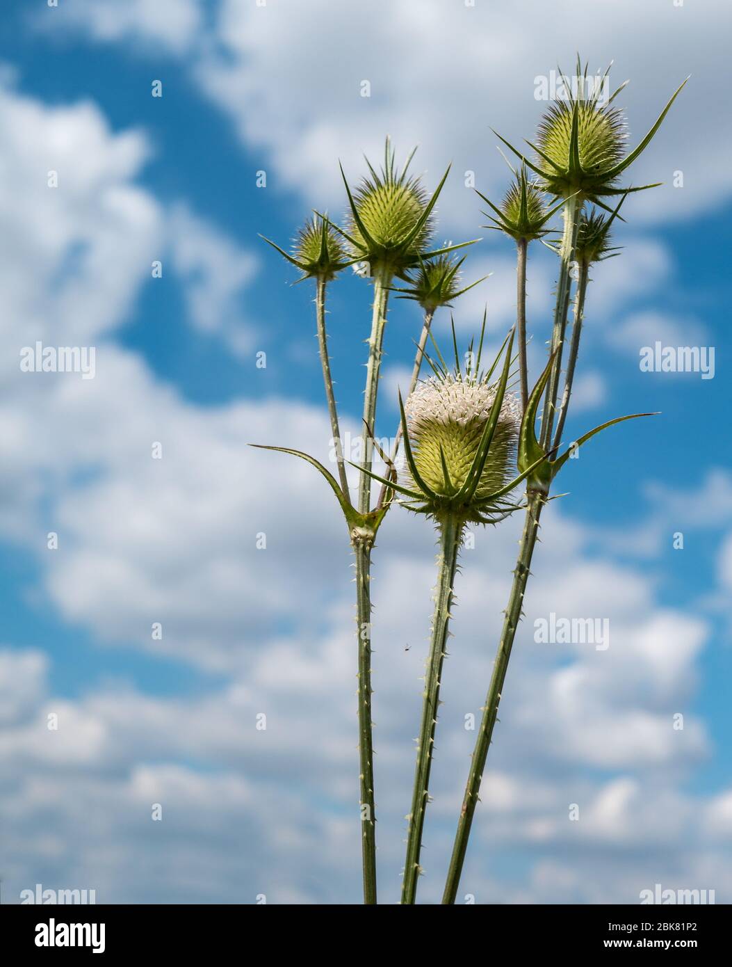 Slit leafy karde - Dipsacus laciniatus - blue sky as background Stock Photo