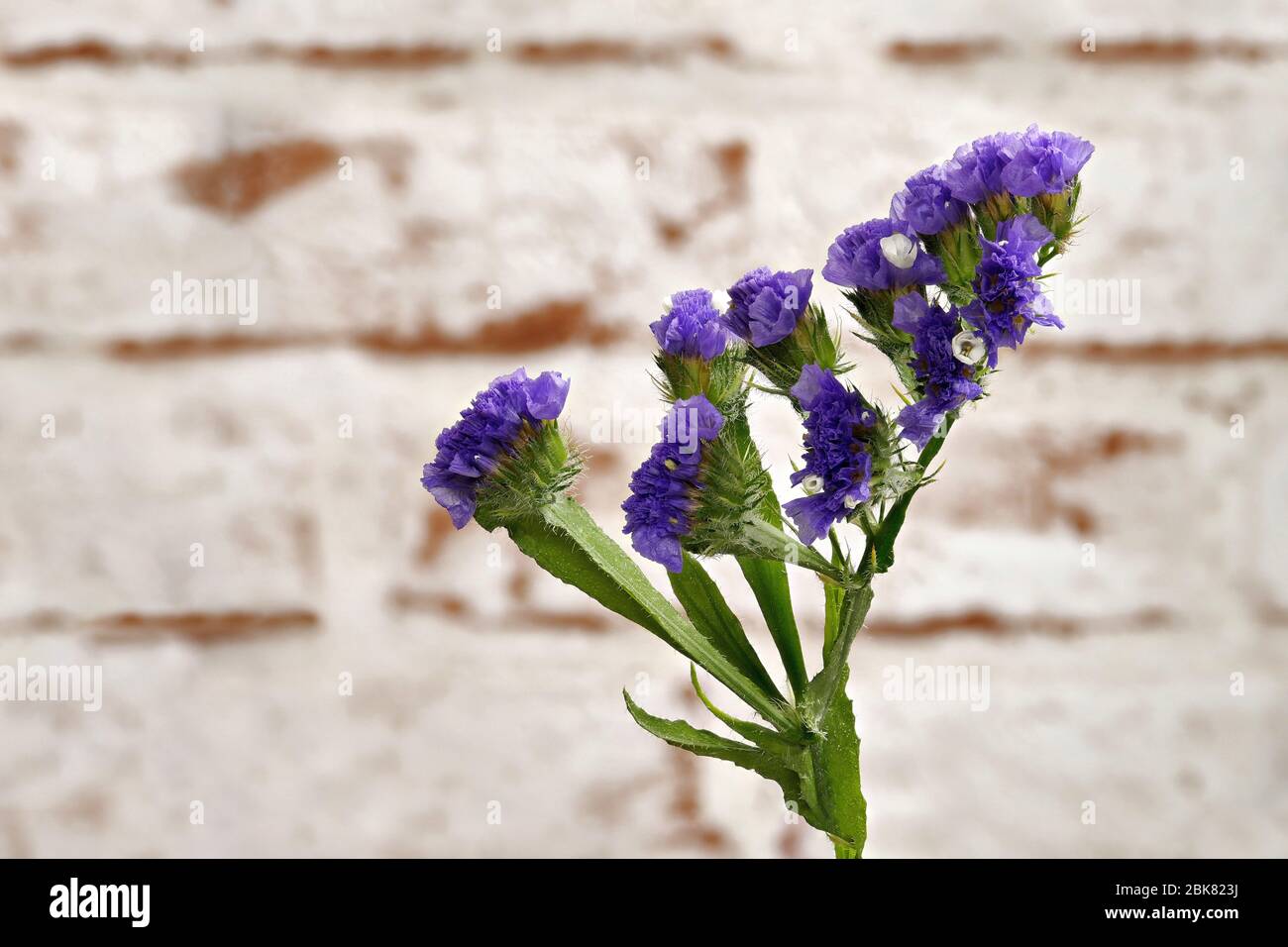 Caspia Plant High Resolution Stock Photography And Images Alamy