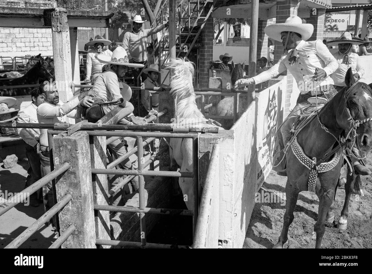 Mexican cowboy getting ready to ride a wild horse during one 