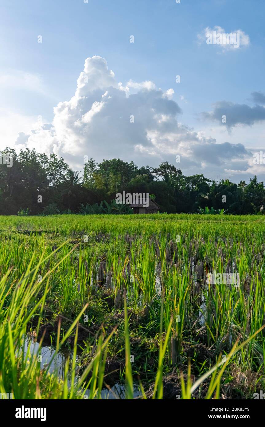 Ubud Rice Patty Rice paddy Ubud Bali Indonesia Stock Photo - Alamy