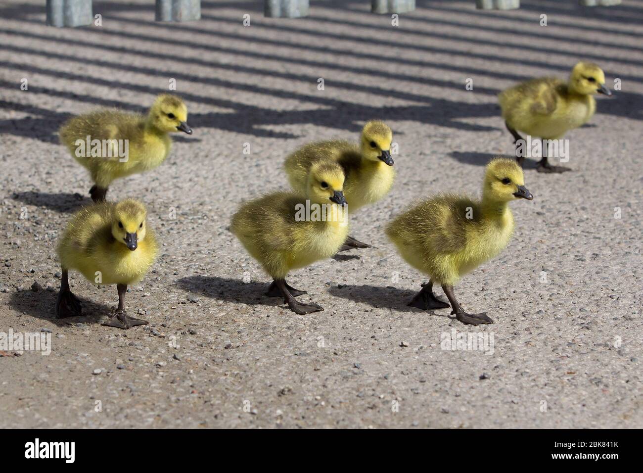 Huddersfield, Yorkshire, UK, 02 may 2020, Baby geese enjoy playing in the sunshine, Richard Asquith/Alamy Live News Stock Photo