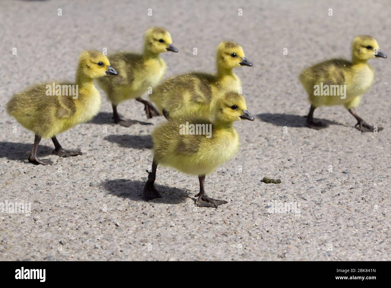 Huddersfield, Yorkshire, UK, 02 may 2020, Baby geese enjoy playing in the sunshine, Richard Asquith/Alamy Live News Stock Photo