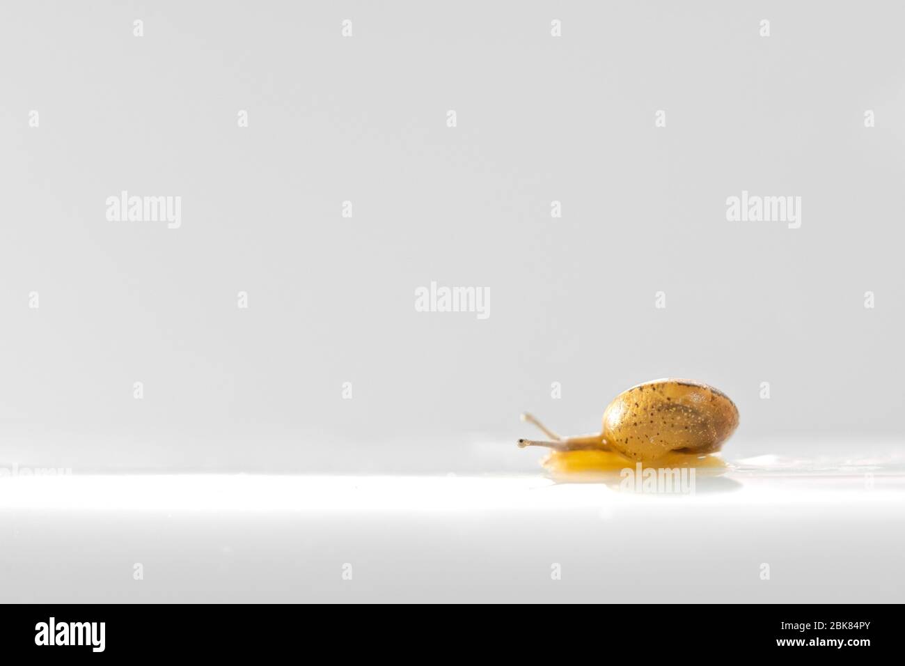 Garden yellow snail isolated on white background Stock Photo Alamy