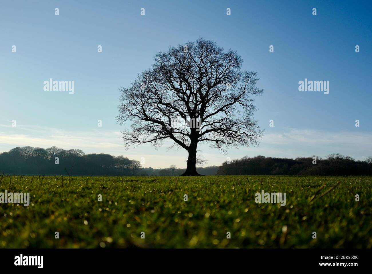 A silhouette of a single tree in the middle of a field Stock Photo