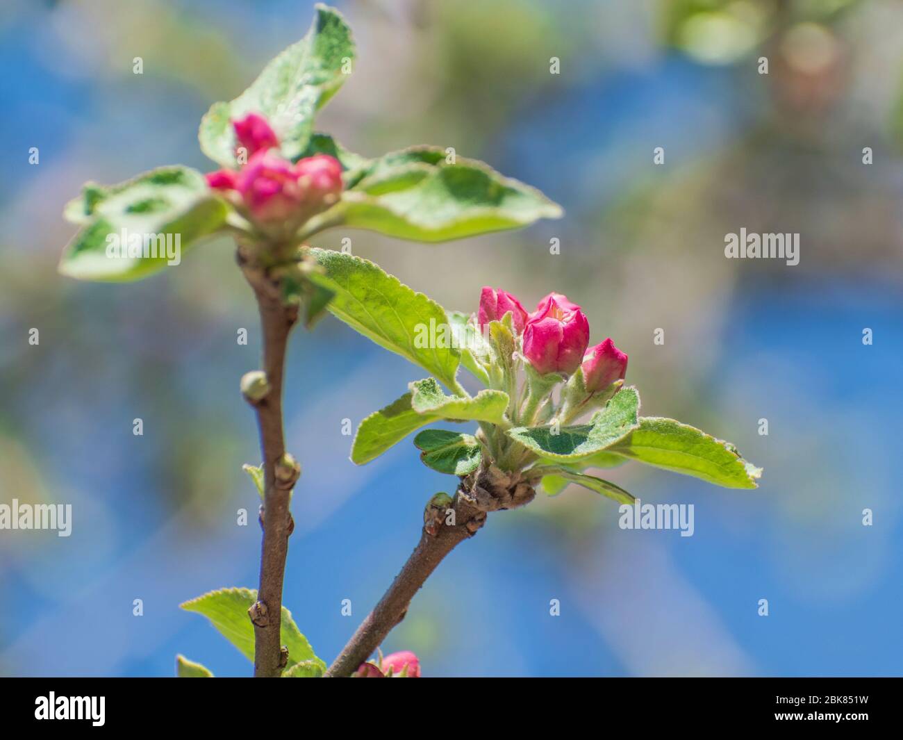 Apple flowering in spring Stock Photo