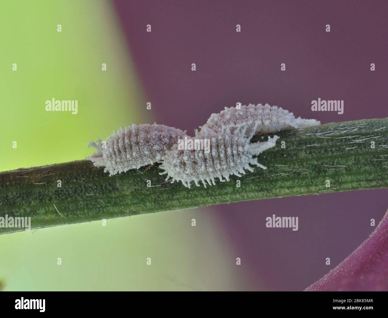 Close up view of female cochineals (Dactylopius coccus), scale insects in the suborder Sternorrhyncha. Stock Photo