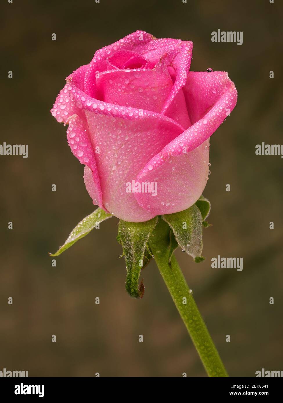 pink rose with green background Stock Photo