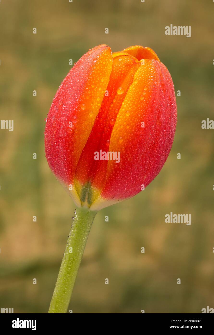 red yelloe tulip on green backdrop Stock Photo
