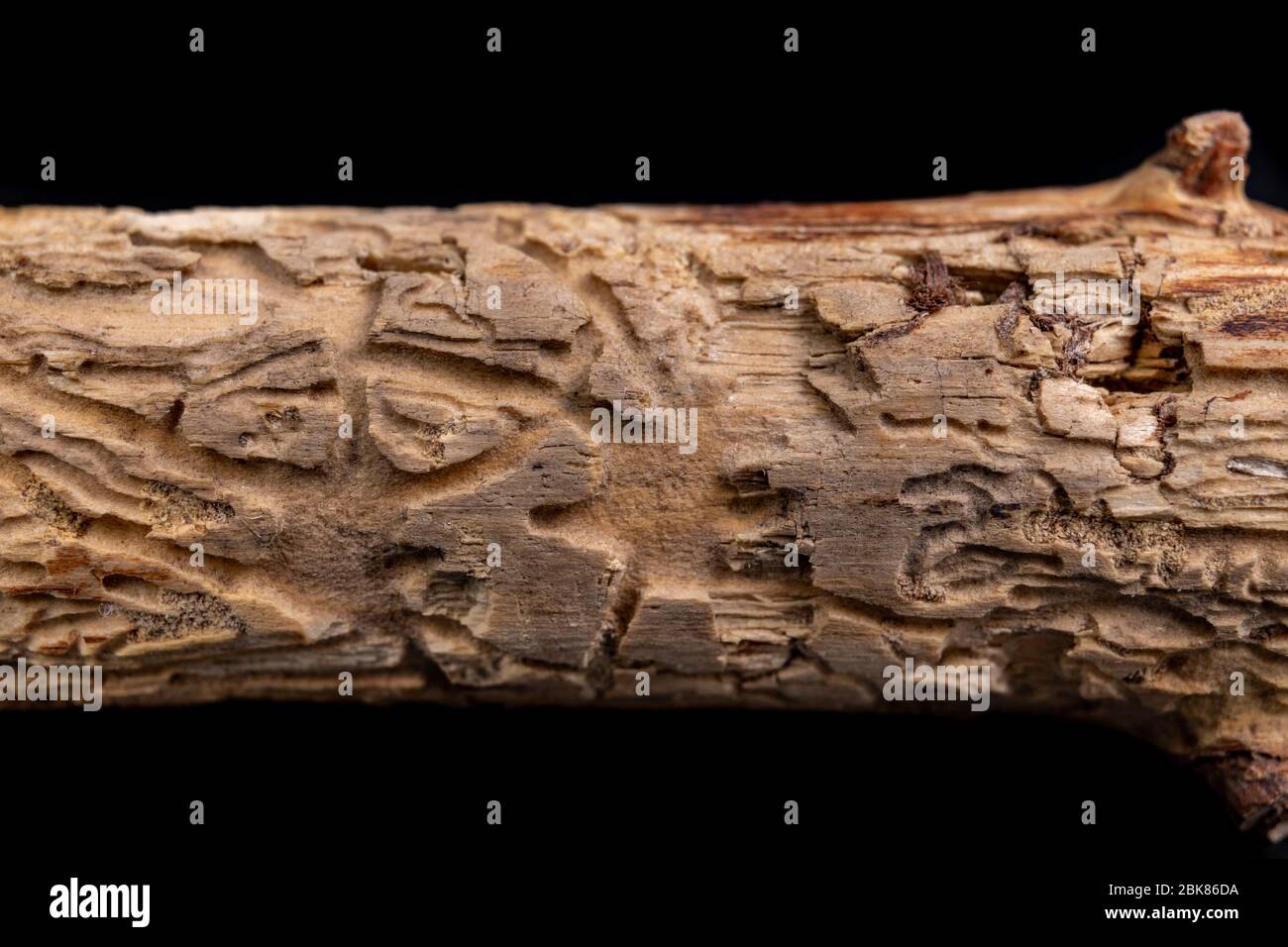 Places after bark beetles on the branches of a coniferous tree ...