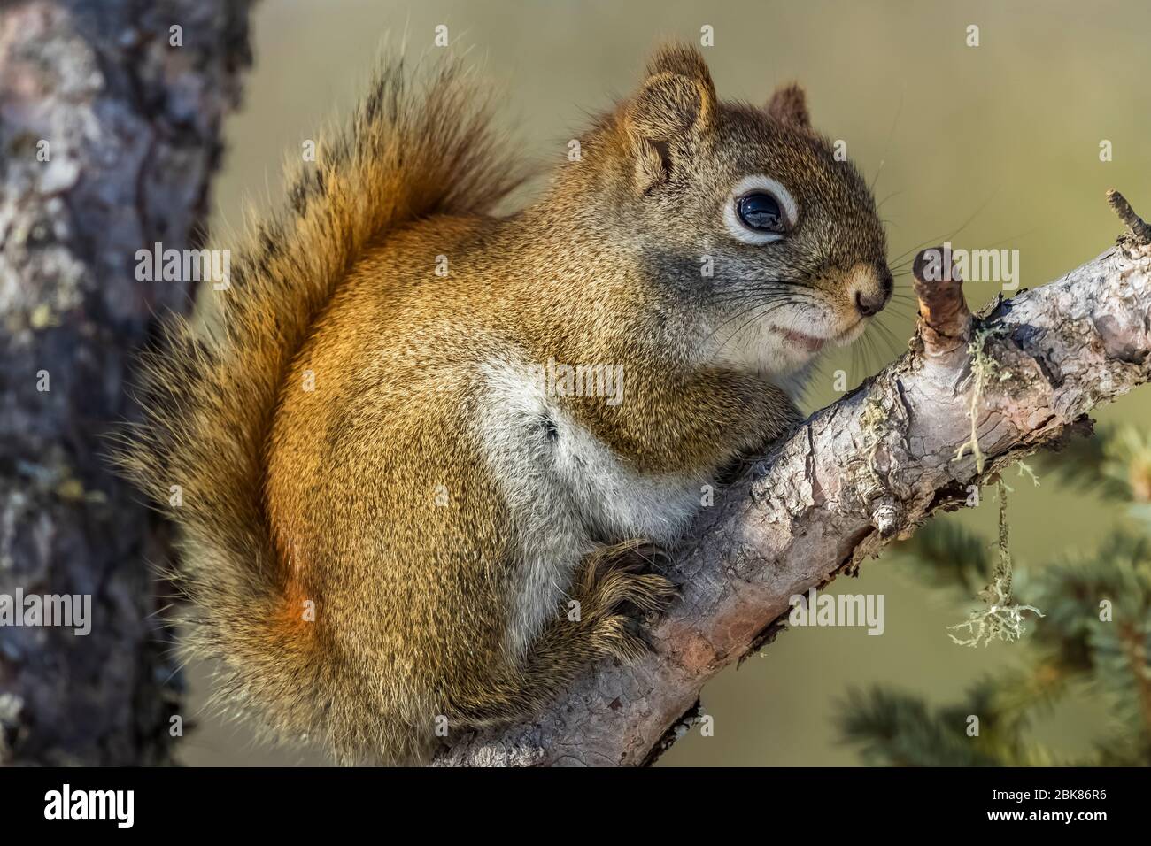 Red squirrel tamiasciurus hudsonicus hires stock photography and