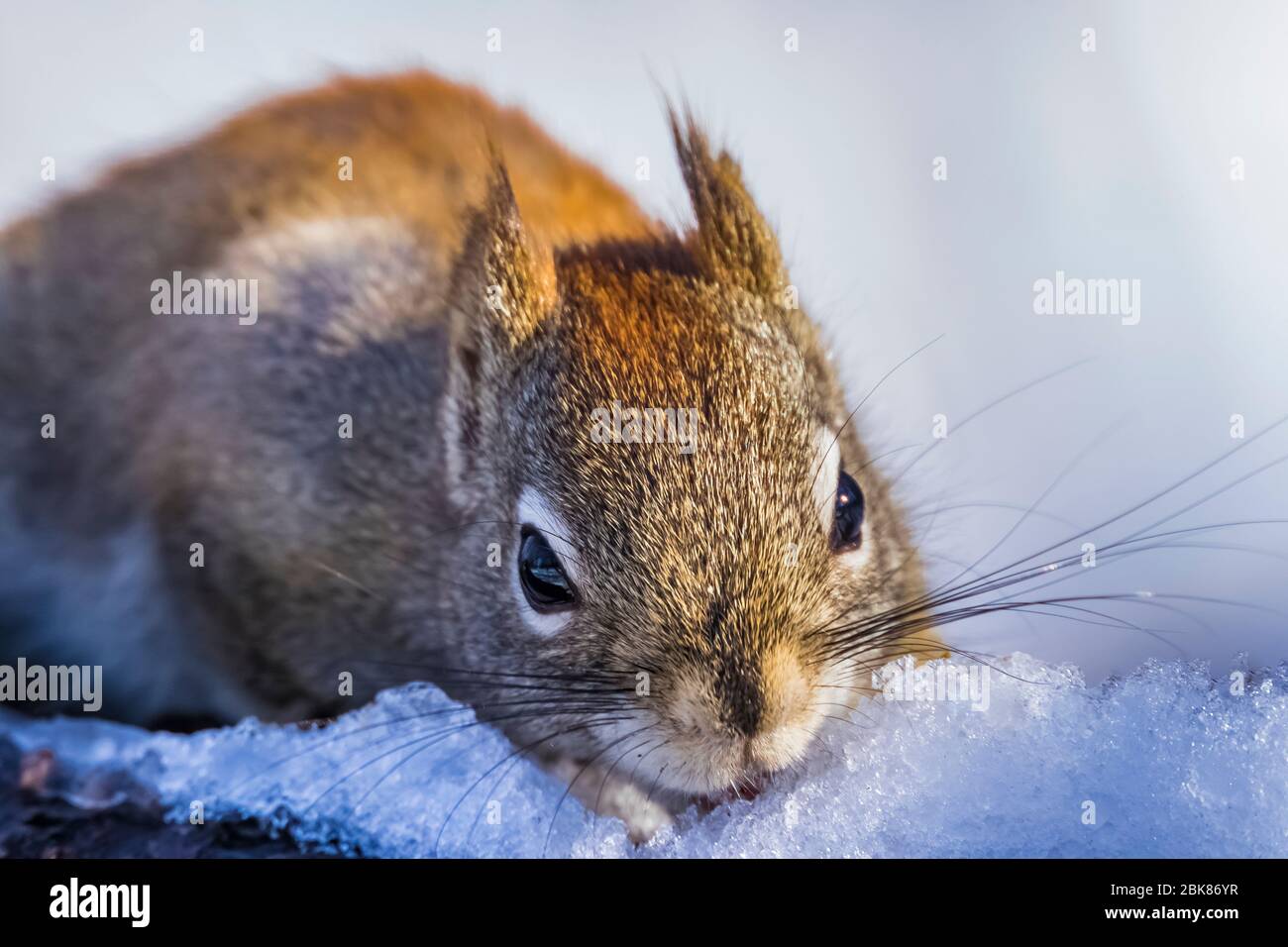 American Red Squirrel, Tamiasciurus hudsonicus, eating snow in the