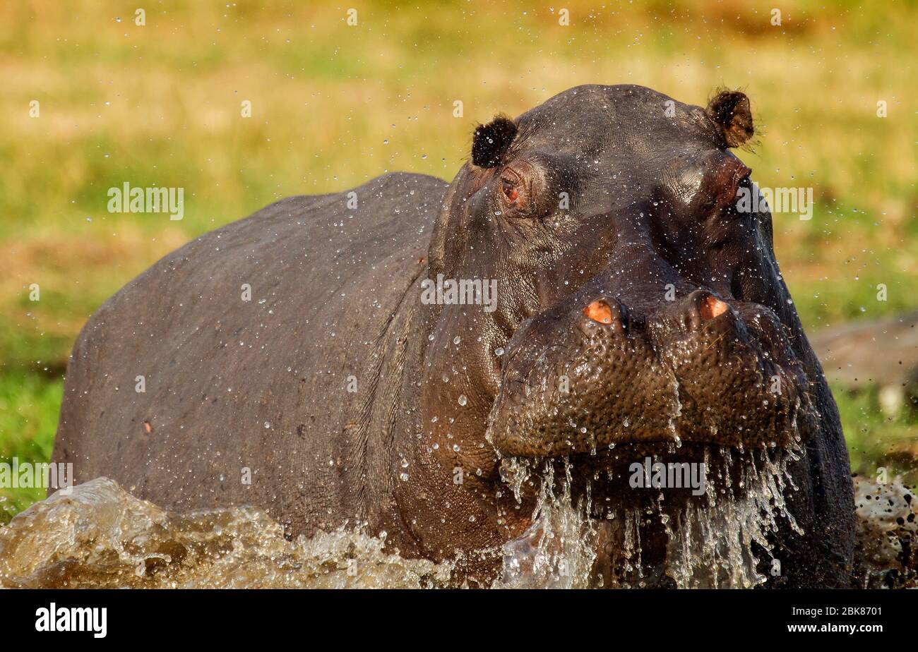 hippopotamus in water Stock Photo