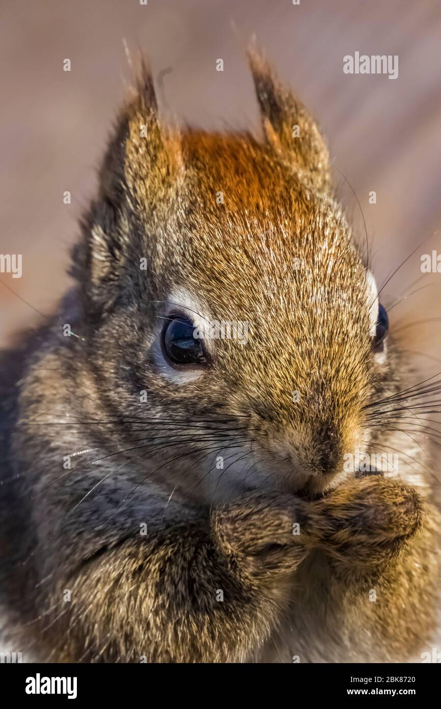 Boreal forest wildlife hires stock photography and images Alamy