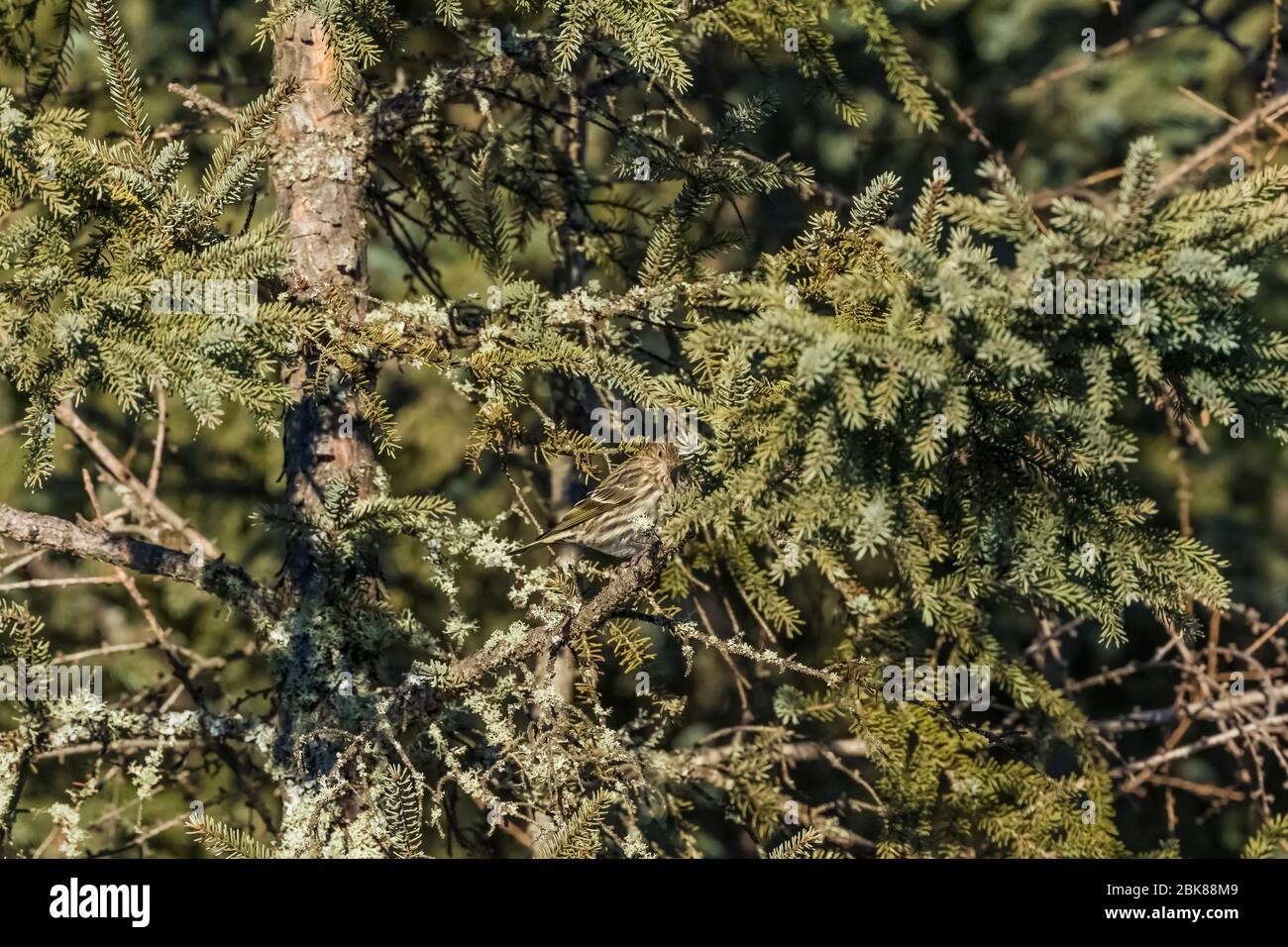 Pine Siskin, Spinus pinus, camouflaged in a Black Spruce in the Sax-Zim Bog, Minnesota, USA Stock Photo
