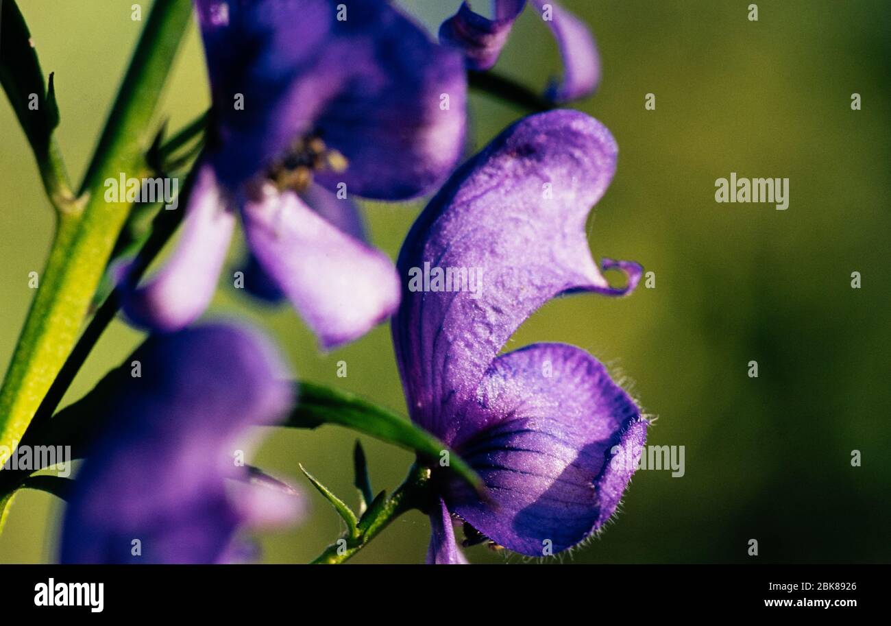 wolfsbane antidote wolfsbane antidote