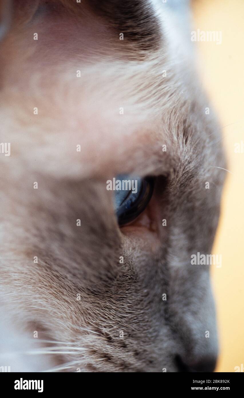 Close-up of a lilac-point siamese cat, UK Stock Photo