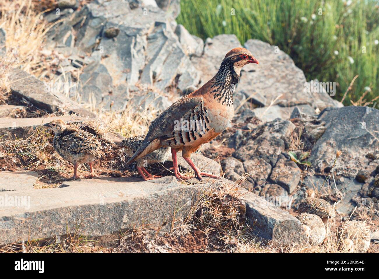 The rock partridge Alectoris graeca birds a bird of a pheasant family with chicks on a hiking trail in the mountains of Madeira. Stock Photo