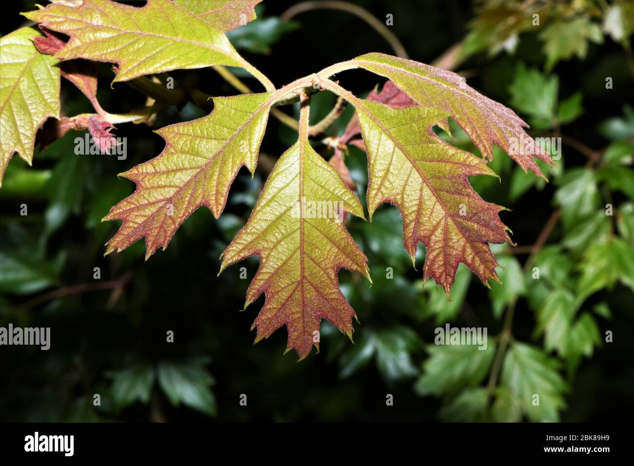 Young oak leaves. Stock Photo