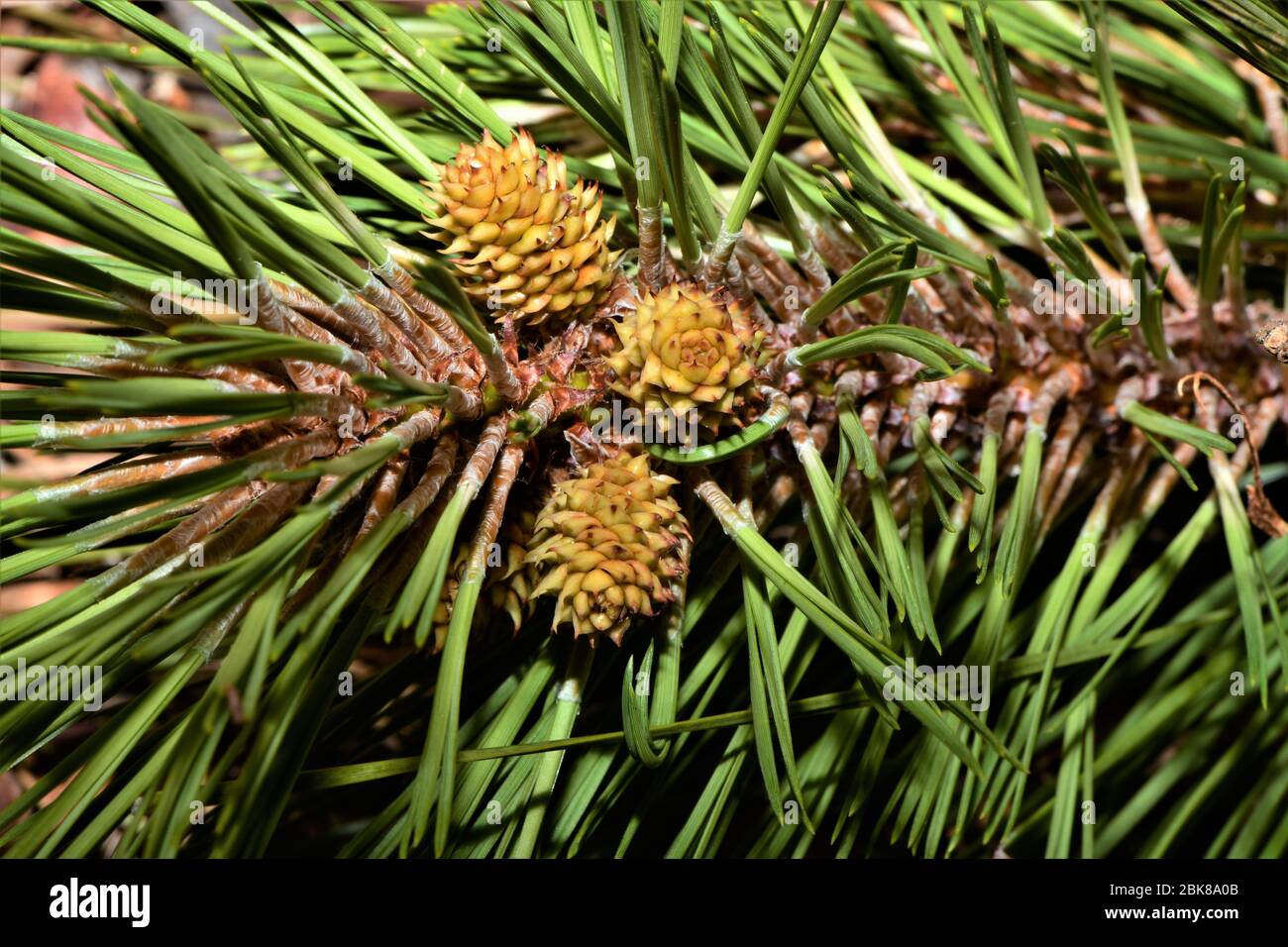 Three tiny pine cones Stock Photo Alamy
