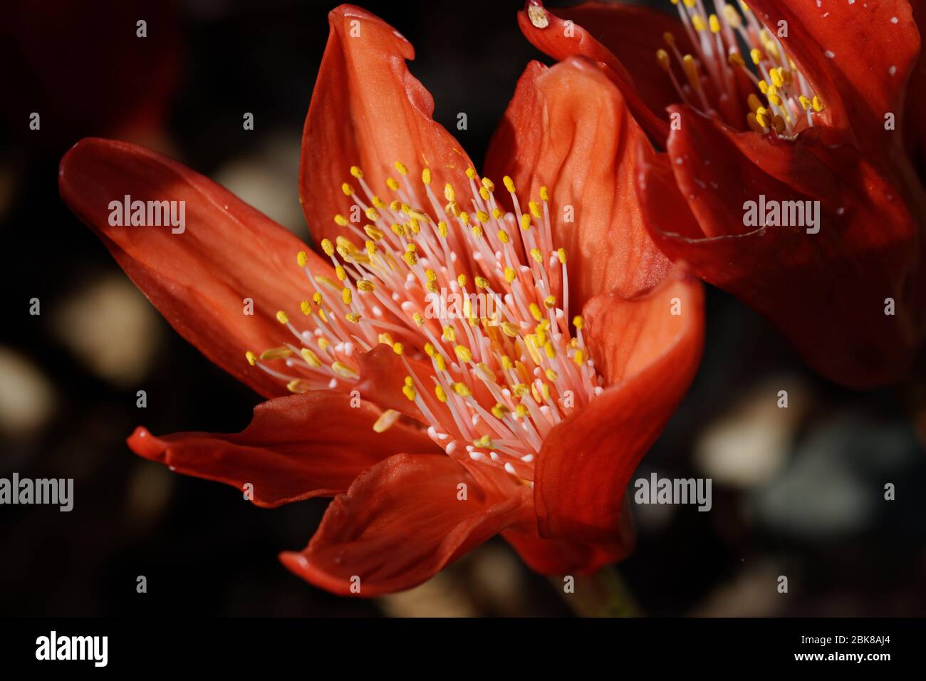 Haemanthus coccineus, the blood flower, blood lily or paintbrush lily, is a species of flowering plant in the amaryllis family Amaryllidaceae. Stock Photo