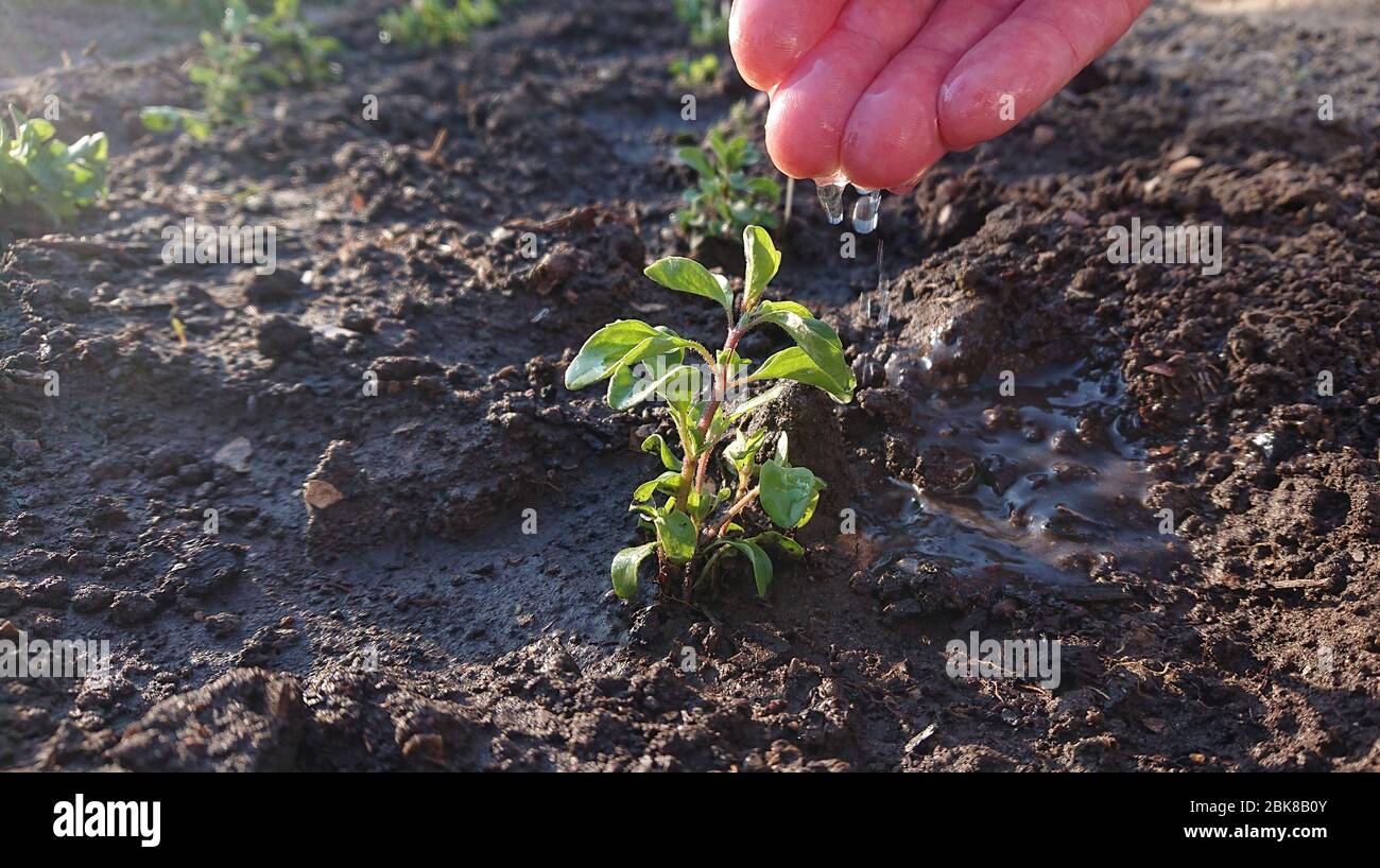 Caring and watering for young plants. Water drops on the palm water the green leaves. Home gardening. Stock Photo