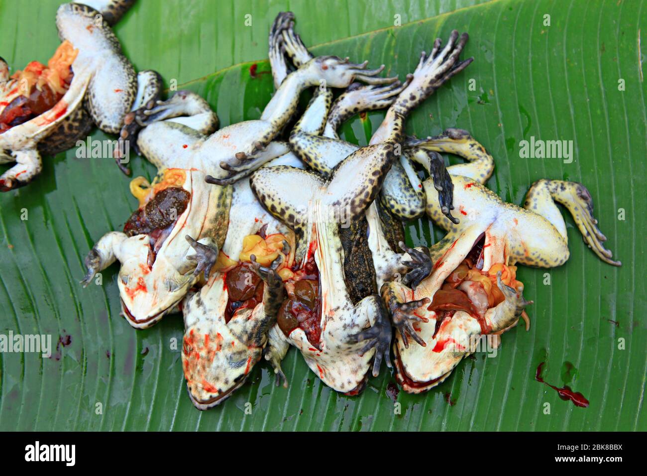 Frogs chop for cooking a food in Luang Prabang Morning Market Stock